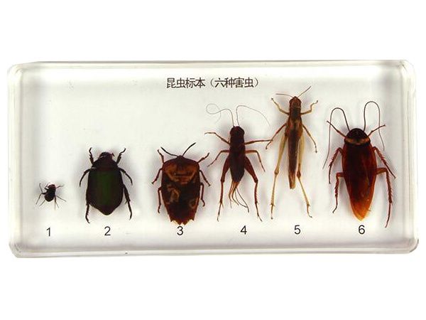 昆虫标本六种害虫
