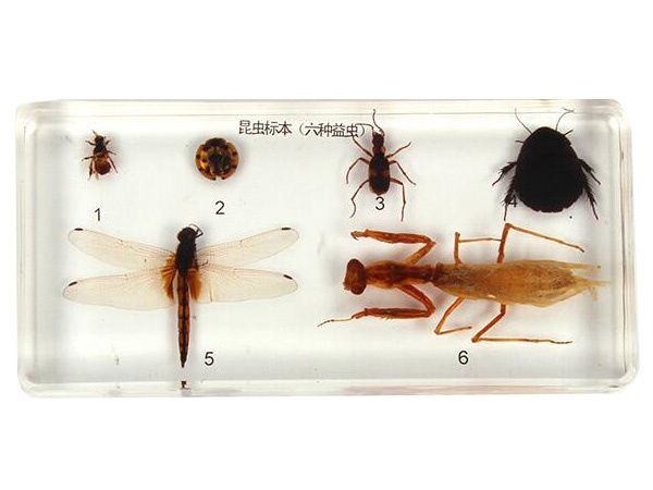 昆虫标本六种益虫