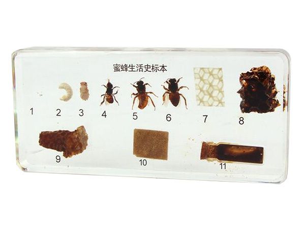 蜜蜂生活史标本