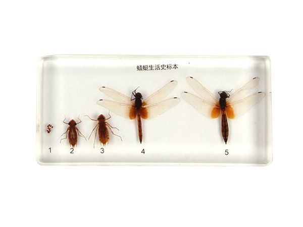 蜻蜓生活史标本