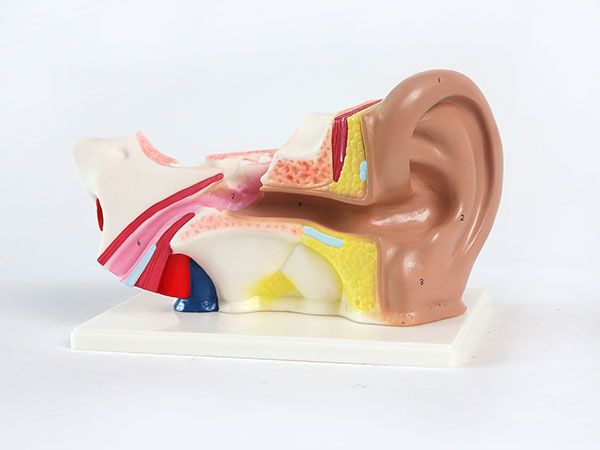 耳解剖放大模型
